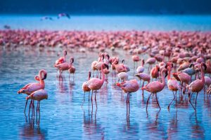 Lake Nakuru Bird Watching