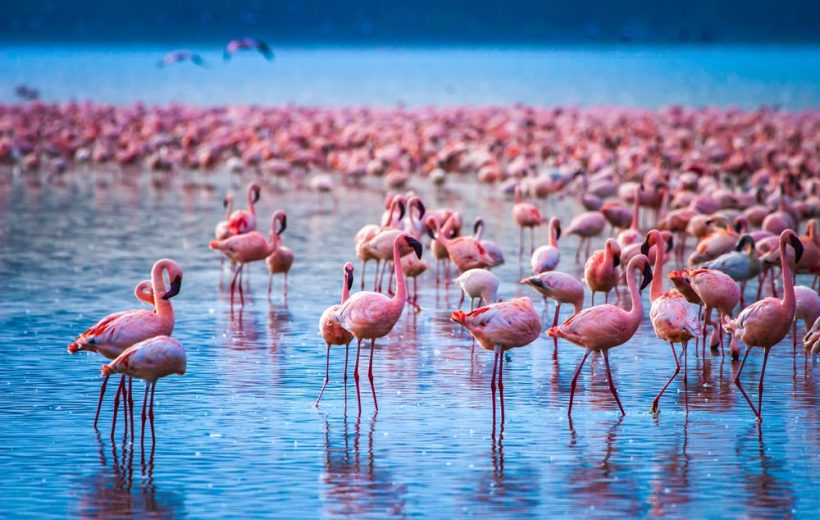 Lake Nakuru Bird Watching