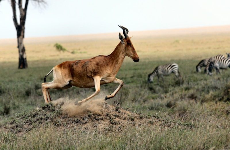 Maasai Mara Great Migration Safari