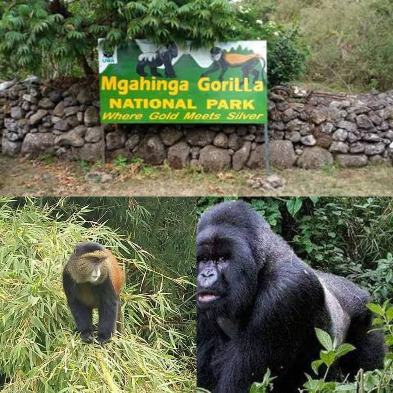 Mgahinga Gorilla National Park