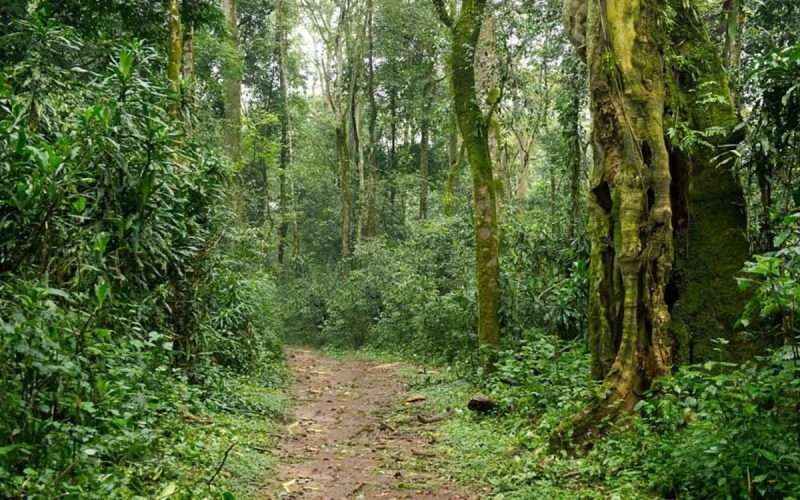 Kakamega Forest