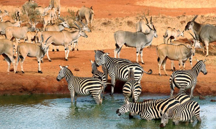 Tsavo East National Park