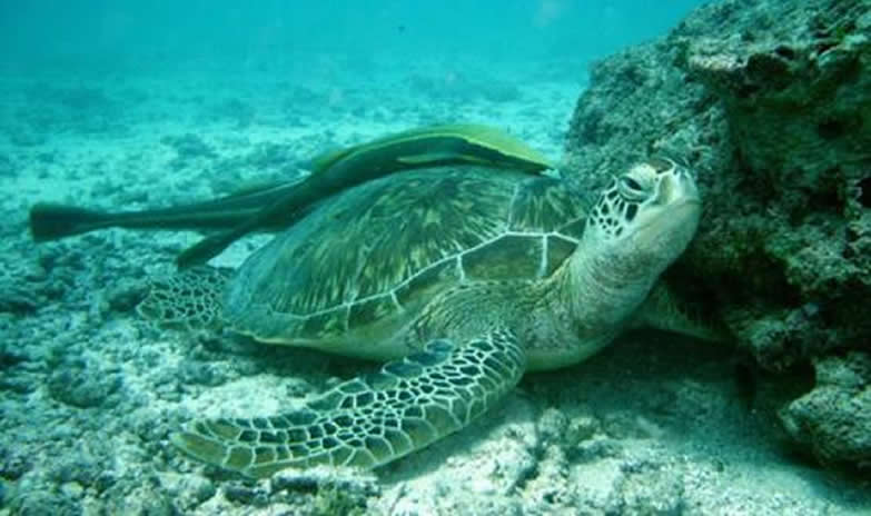 Watamu Marine National Park