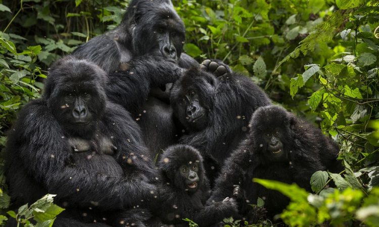 Bwindi Impenetrable Forest