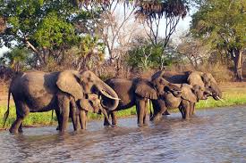 Selous Game Reserve (Nyerere NP)
